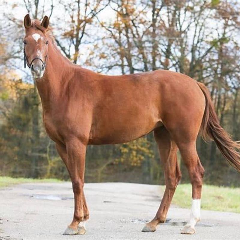 What was Gabrielles horses name?