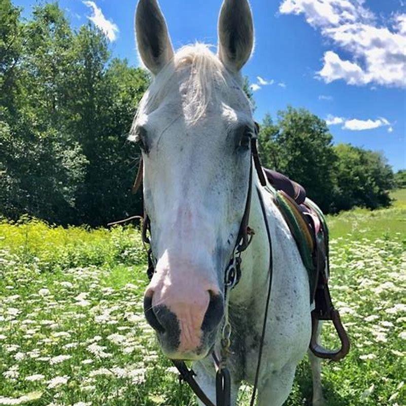 What you need for a lease horse? DIY Seattle