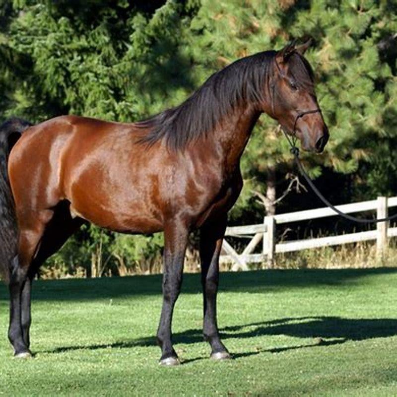 When did Andalusian horses originate?