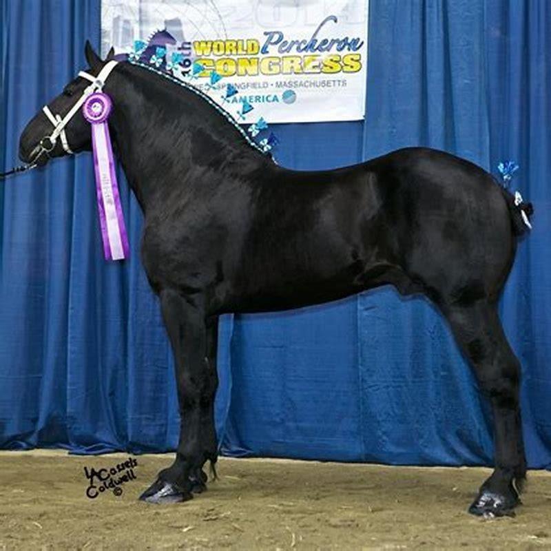 When did the Percheron come to America?