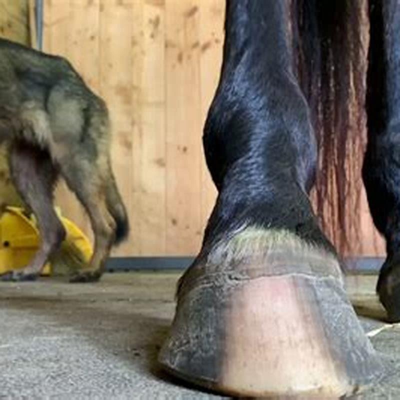 When should I trim my foals hooves?