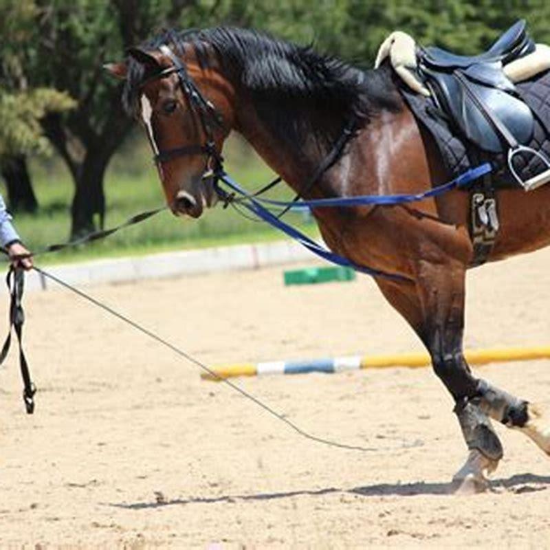 When should you lunge a horse? DIY Seattle