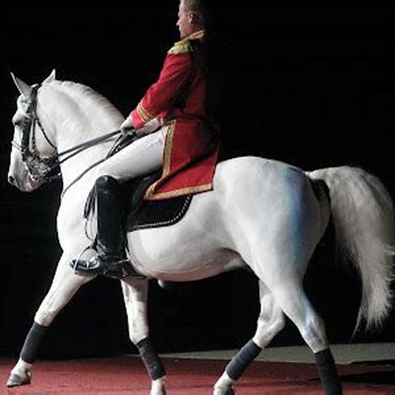 Where did the Lipizzan stallions come from?