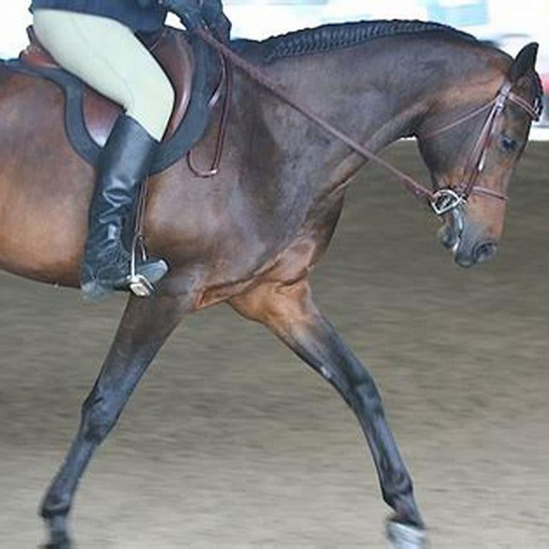 Where did the Morab horse originated?
