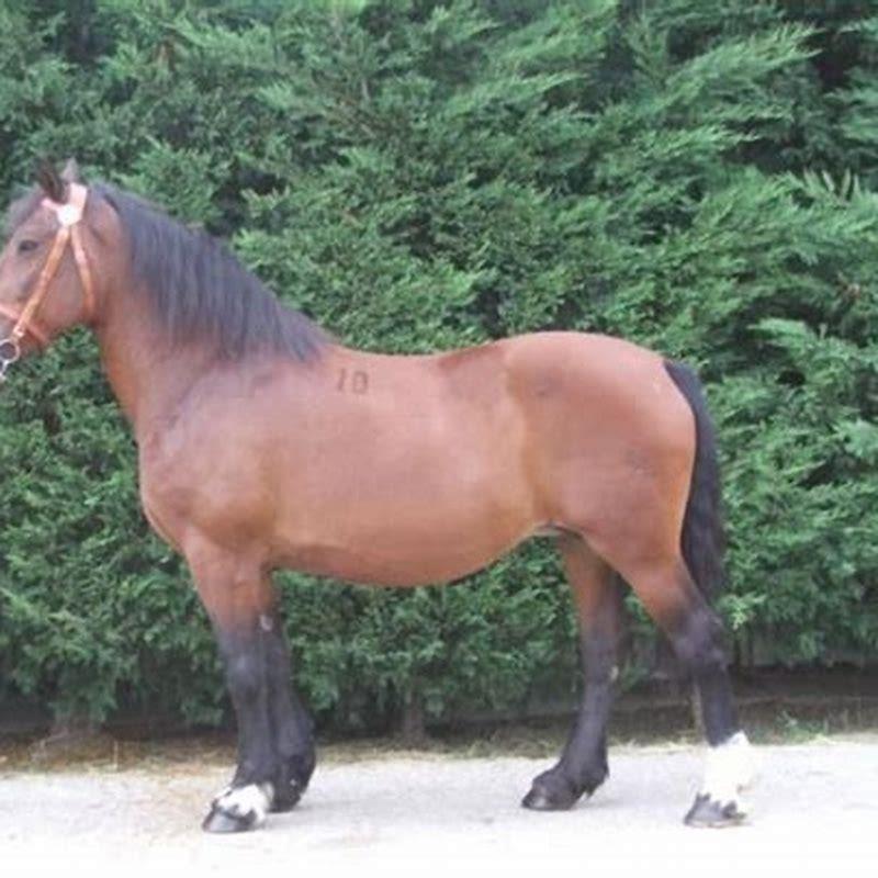 Where do Noriker horses come from?