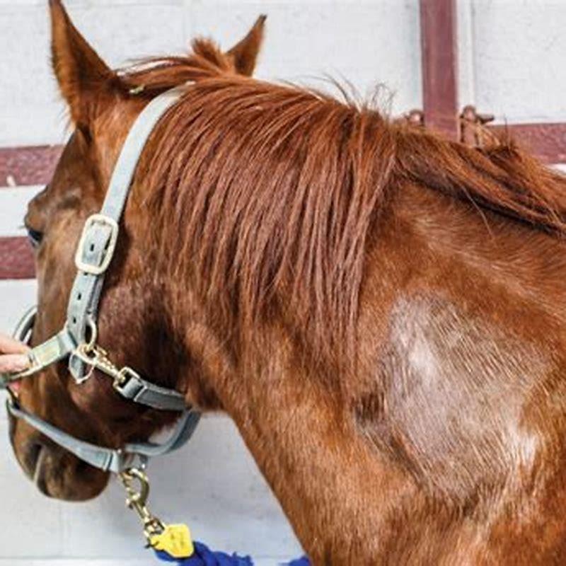 Where do you give a horse an injection?