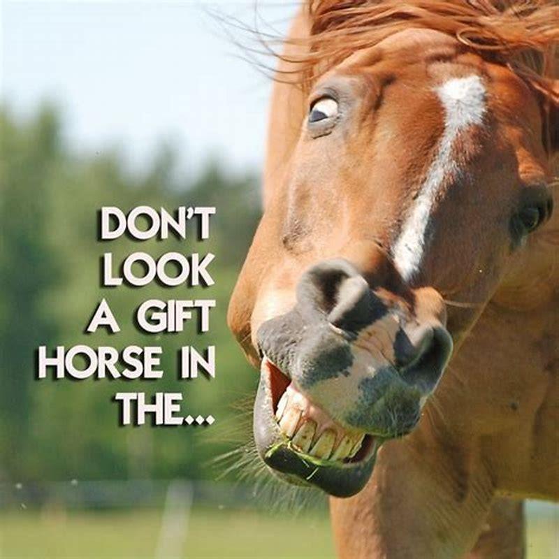 Where does dont look a gift horse in the mouth?