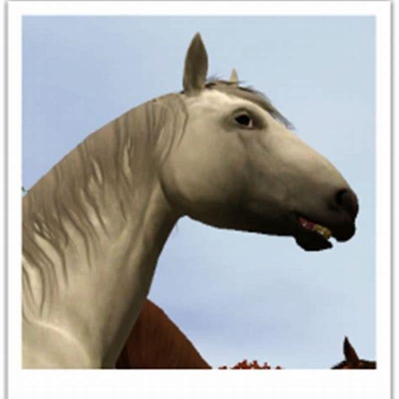 Where does the Bavarian Warmblood come from?