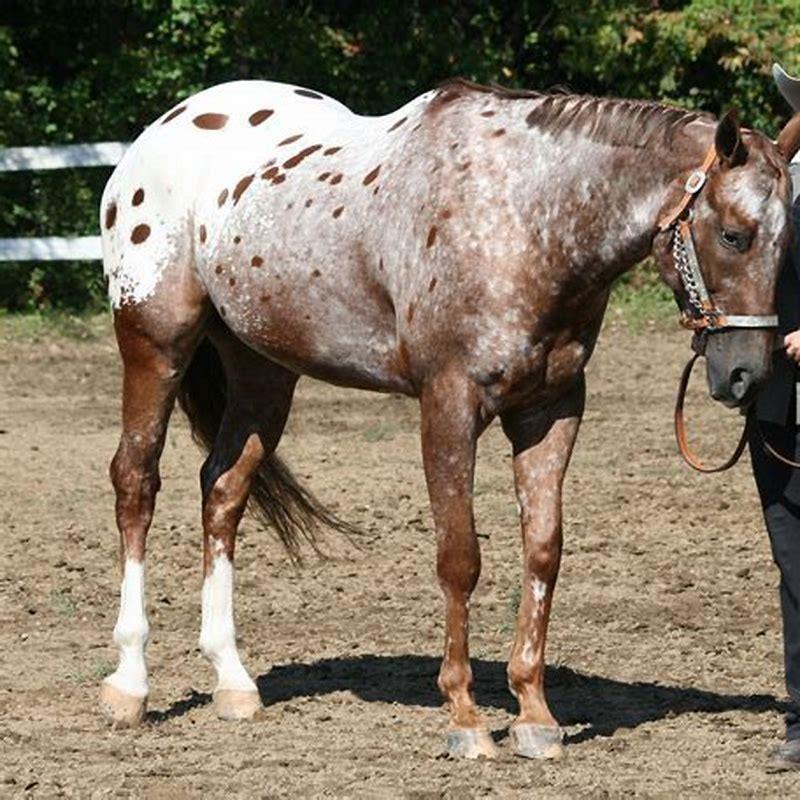 Where is Appaloosa located?