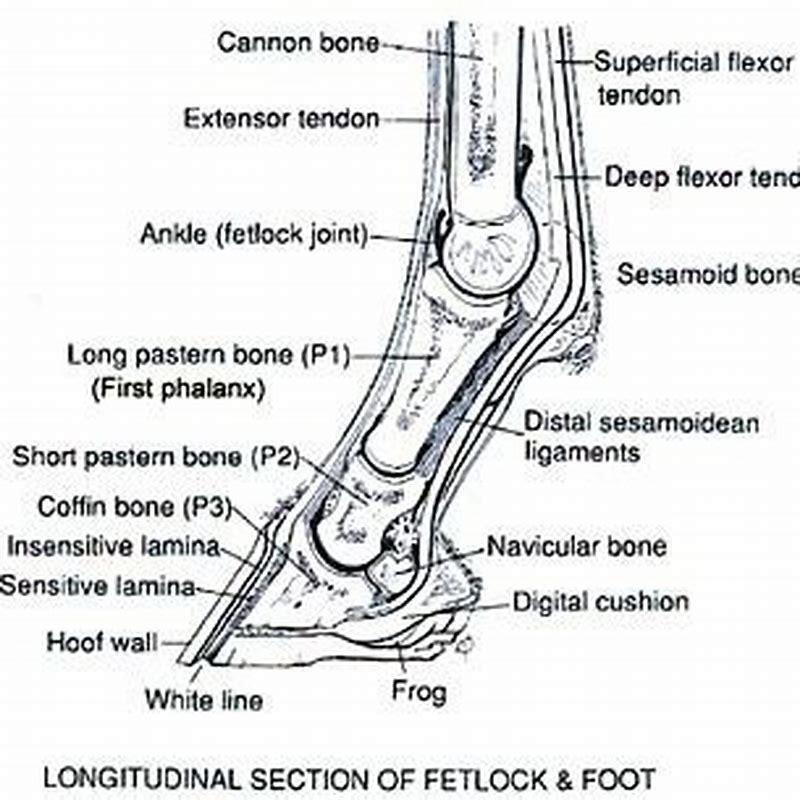 Where is the fetlock located on a horse? - DIY Seattle