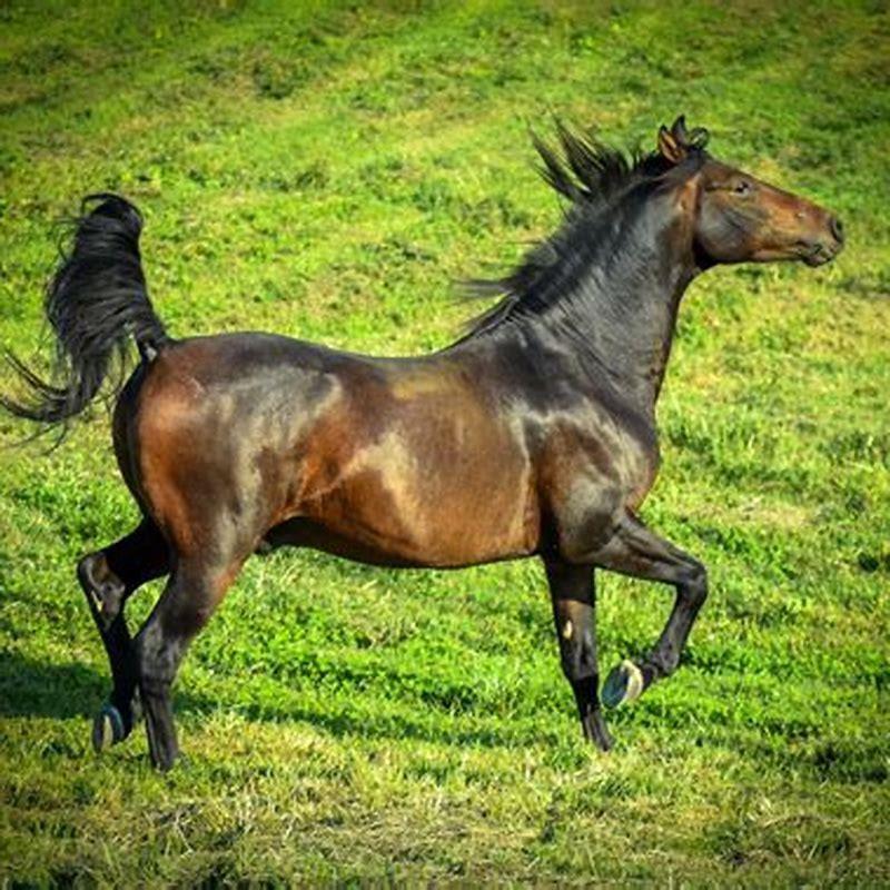 Where is Traveler the horse?