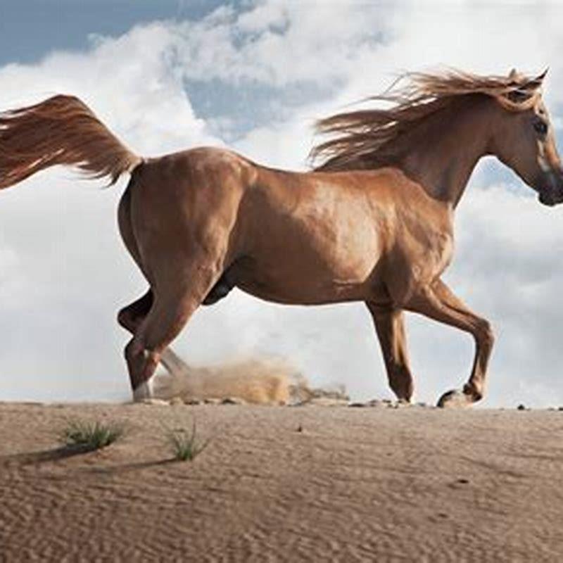 Where was the first horse found?