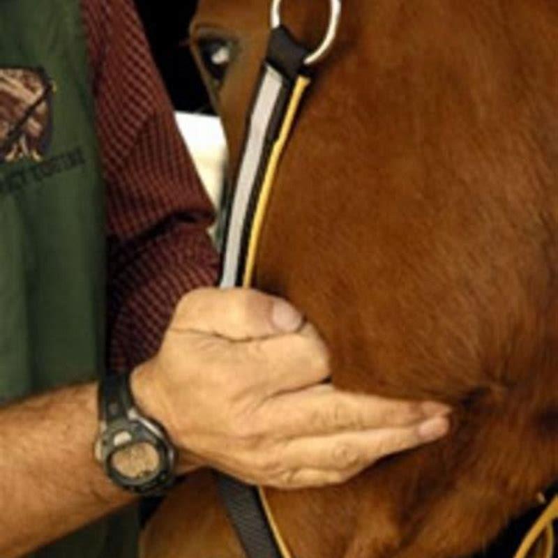 Where will you take the pulse of a horse?
