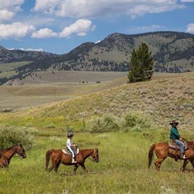 Who killed the horse in Yellowstone?