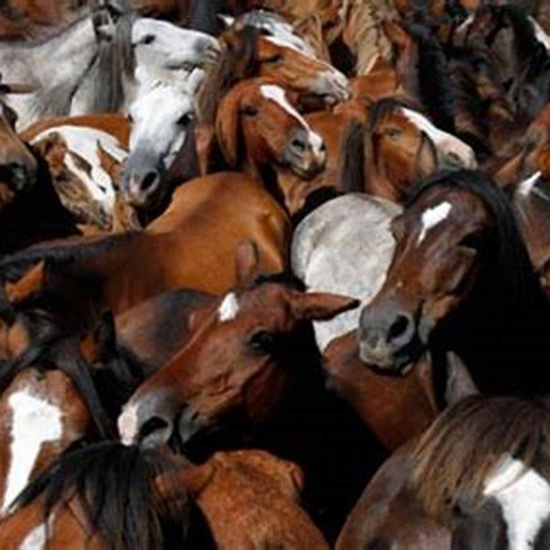 Who left horses from Spain in the Americas?