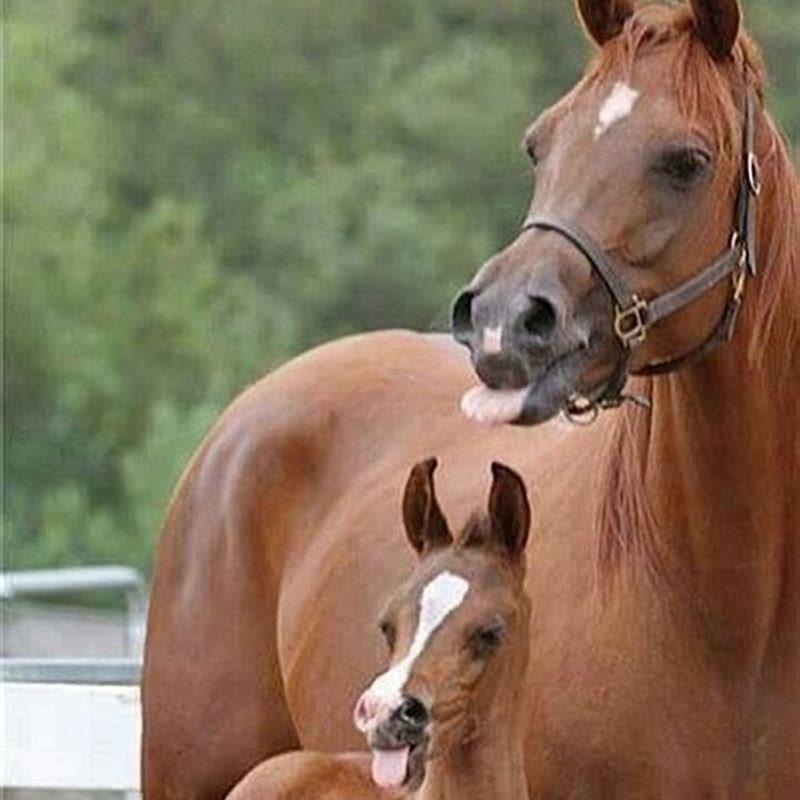 Why are horses tongues out?