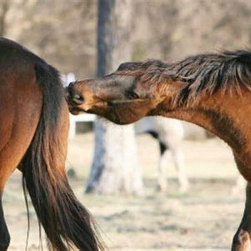 Why Is My Horse Attacking Other Horses DIY Seattle
