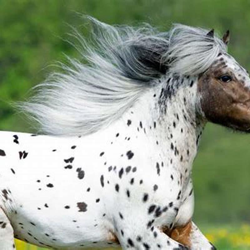 Are Appaloosas Calm Horses DIY Seattle are-appaloosas-calm-horses-diy-seattle