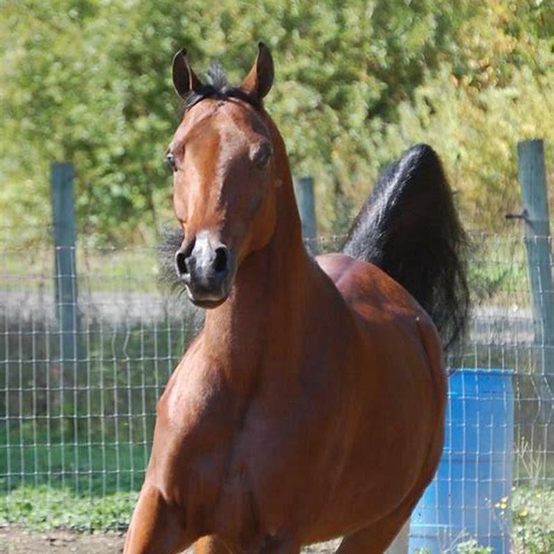 Are Arabian horses used for racing?