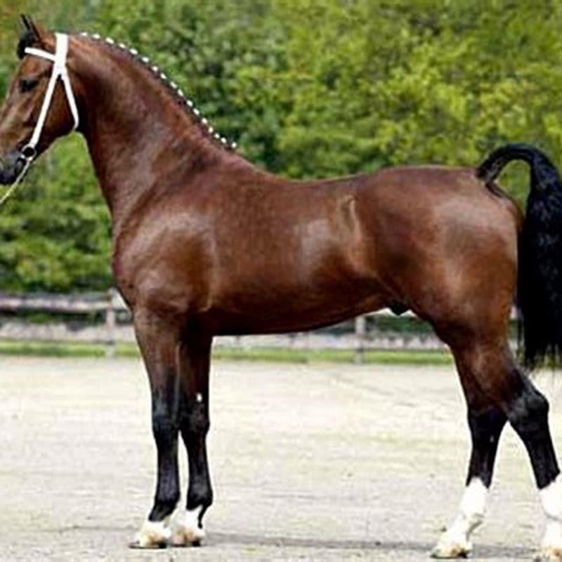 Are Dutch harness horses good for riding horses?