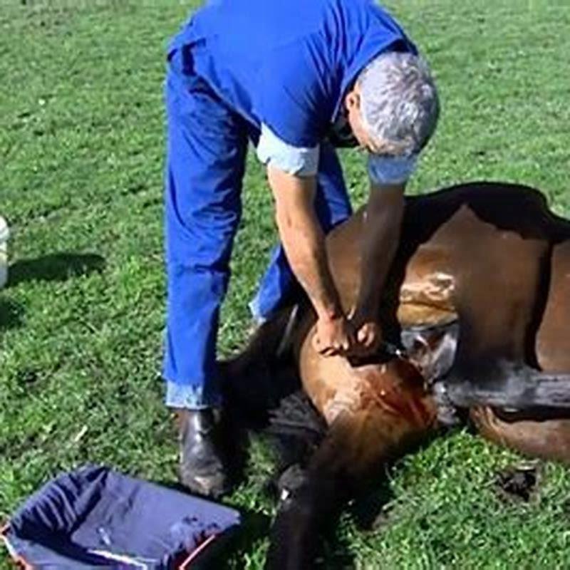 Are gelded horses better?
