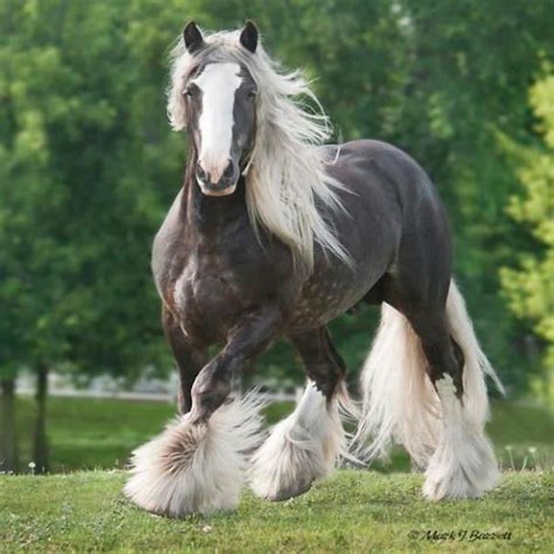 Are Gypsy Vanner horses rare?