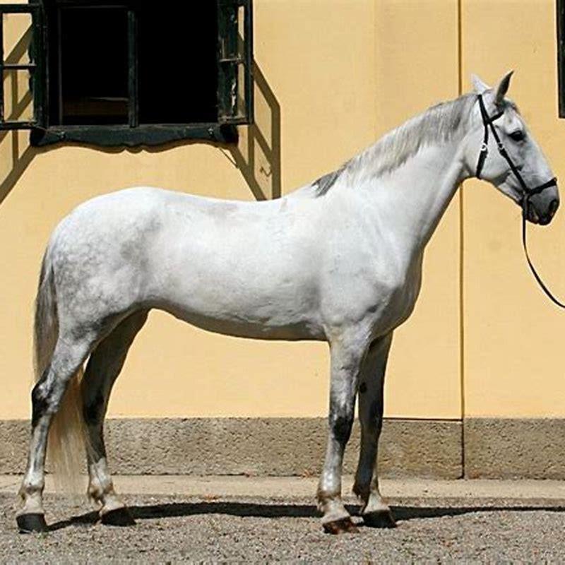 Are Kladruber good horses?