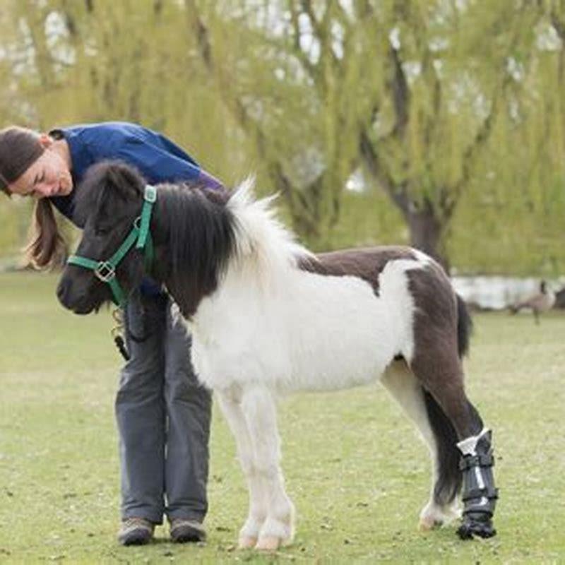 Are miniature horses easy to train?