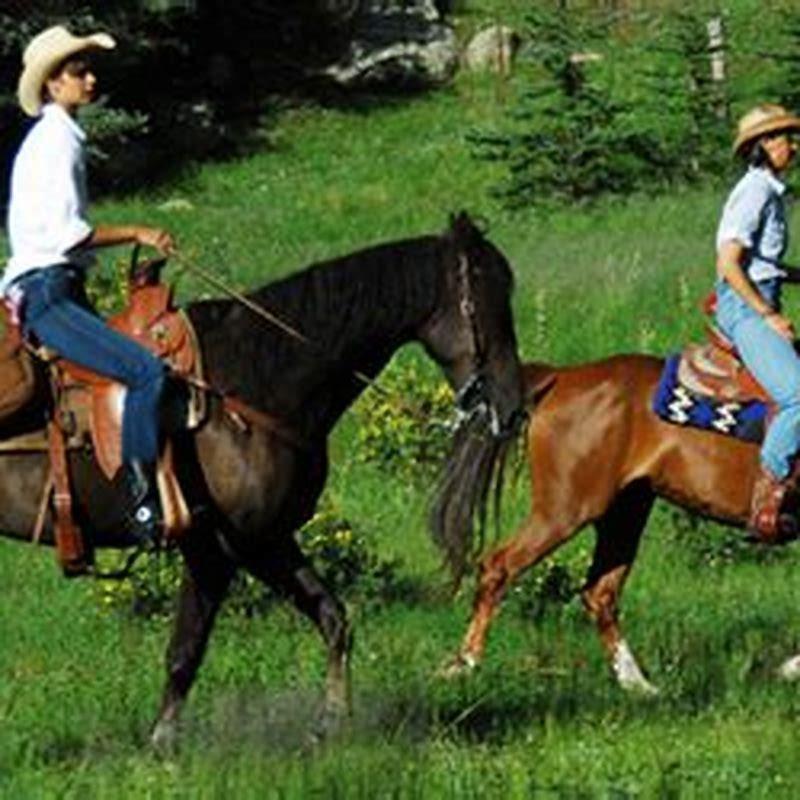 Are Morgan horses good for trail riding?