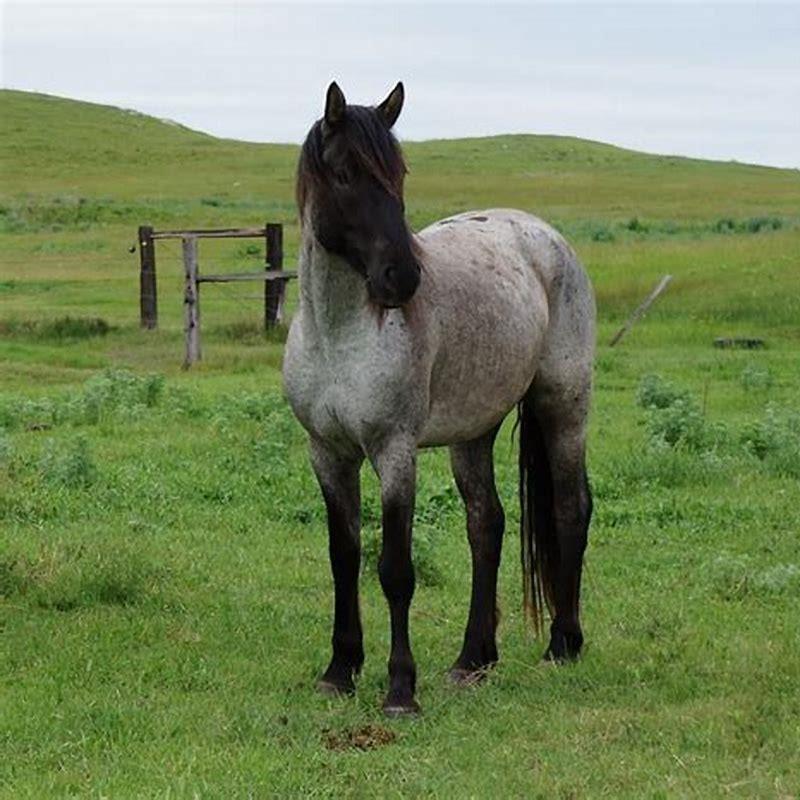 are-nokota-horses-mustangs-diy-seattle