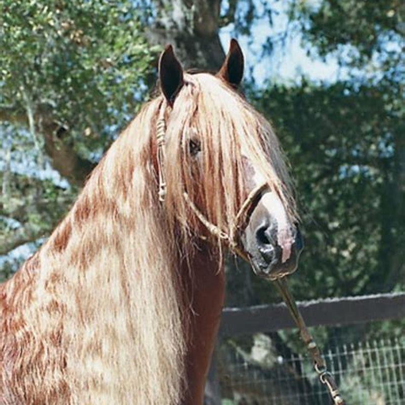 Are Peruvian Paso horses gaited?