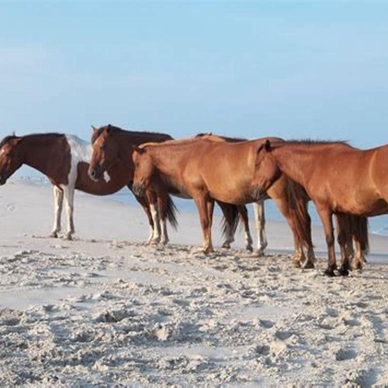 Are ponies on Assateague Island really ponies?