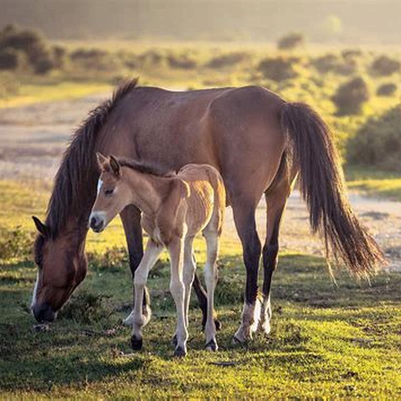 Are the ponies in the New Forest Wild?
