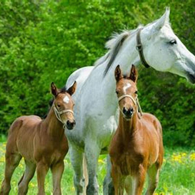 can-a-mare-horse-have-babies-diy-seattle