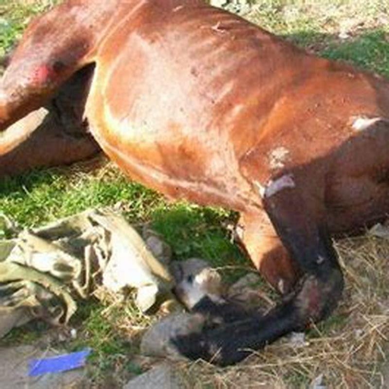 Can a vet refuse to euthanize a horse?