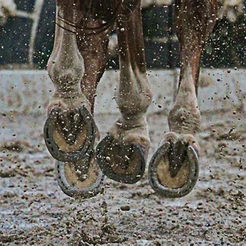 Can I shoe my own horse?