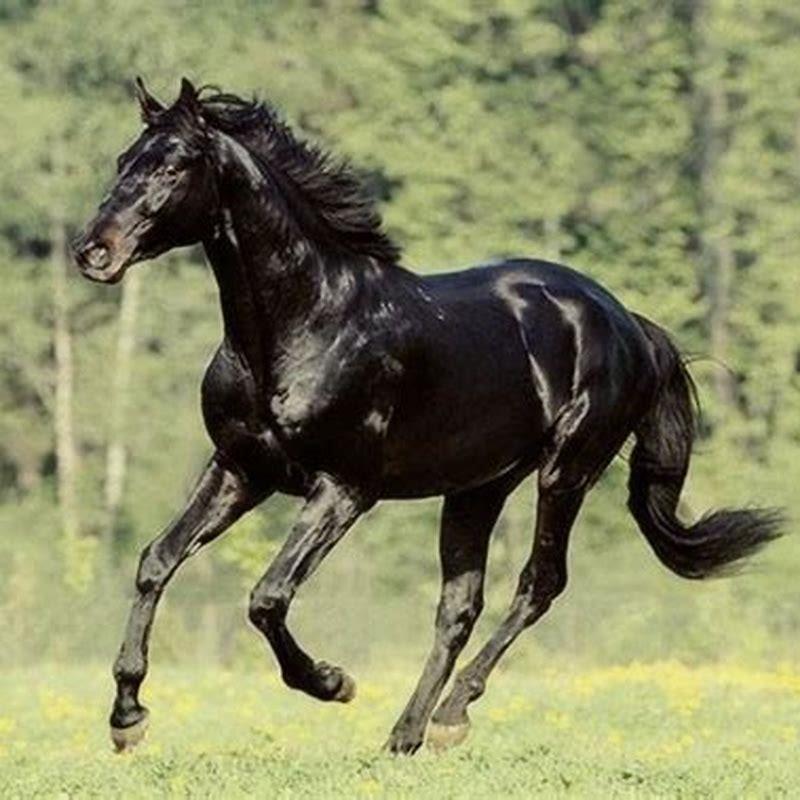 Can Orlov Trotters jump?