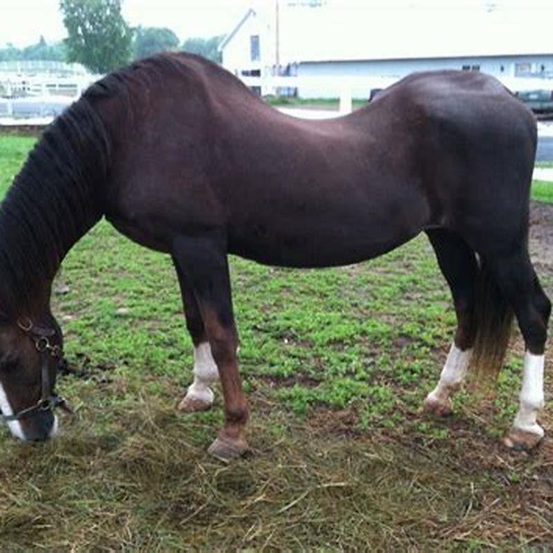 Can sway back horses be ridden?