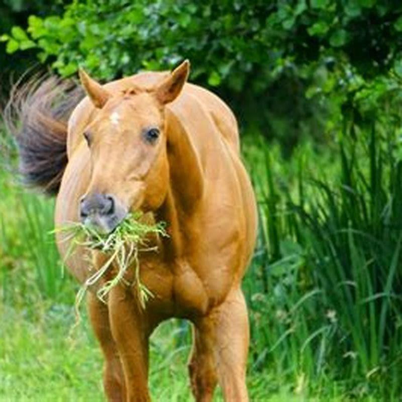 feeding-young-horses-graduating-to-a-grown-up-diet-the-horse