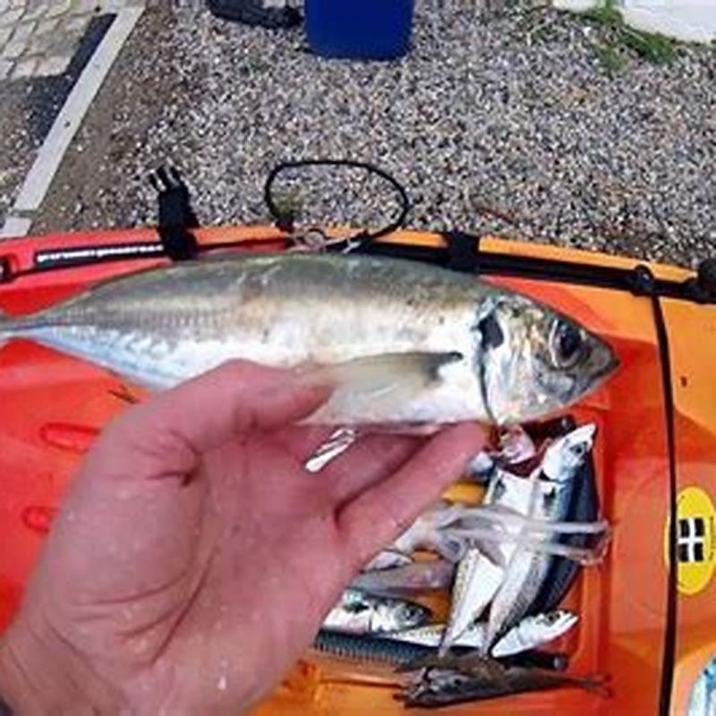 Can you eat horse mackerel?
