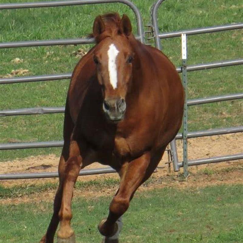 Can you make money from producing horses?