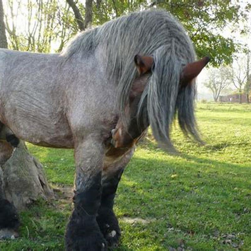 Can you ride a Brabant horse?