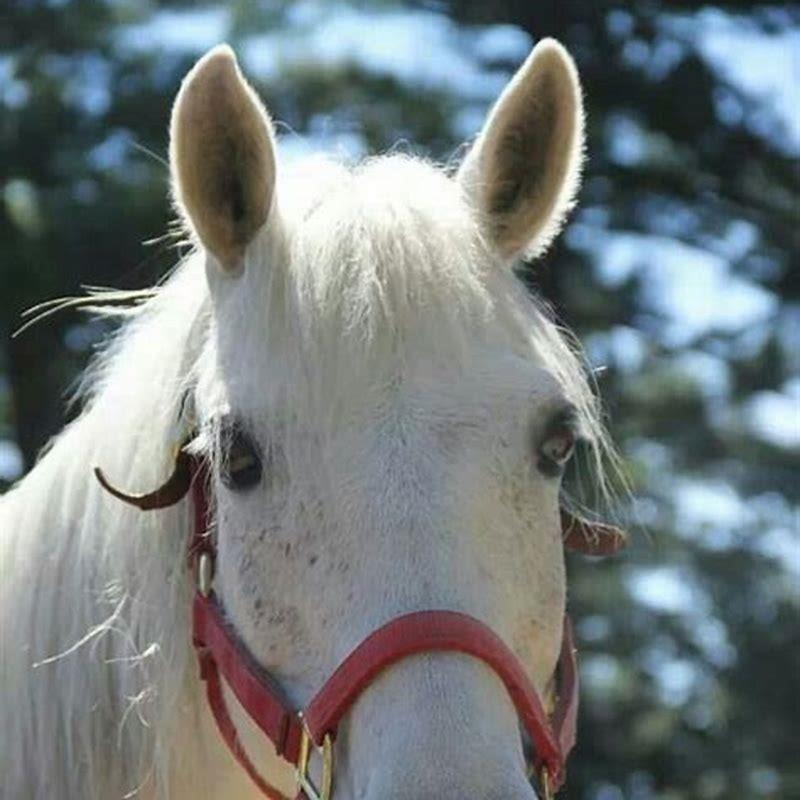 Can you ride a newfoundland pony diy seattle