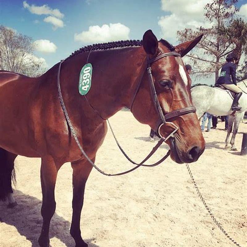 Do curry combs hurt horses?