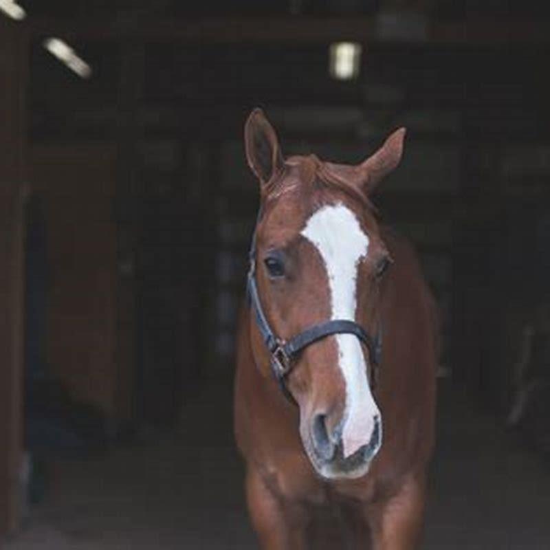 Do horses see you bigger?