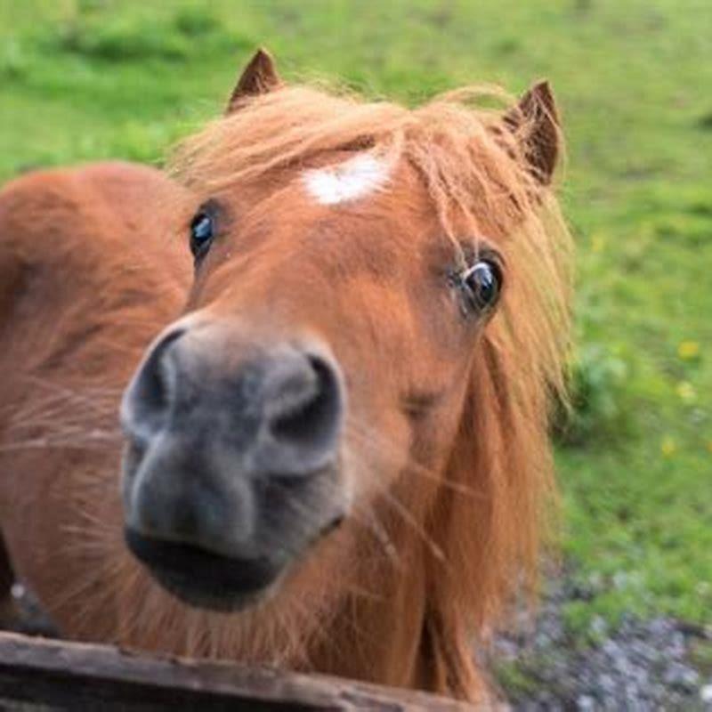 Do mini horses live longer than horses?