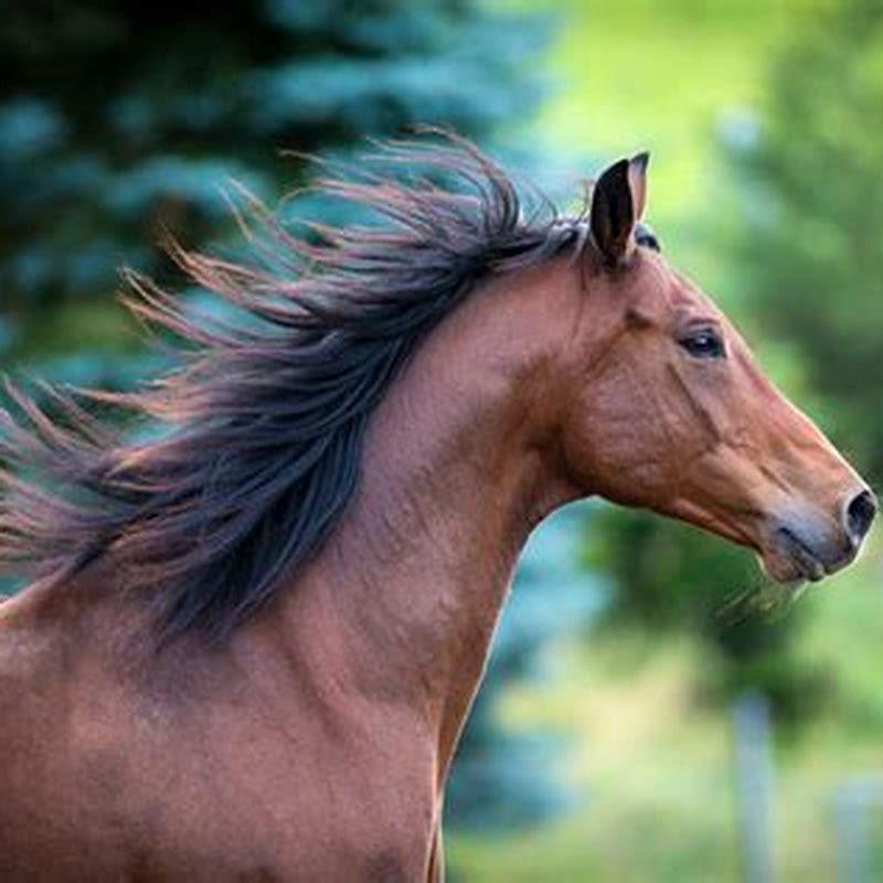 Does A Horse Have A Large Brain DIY Seattle