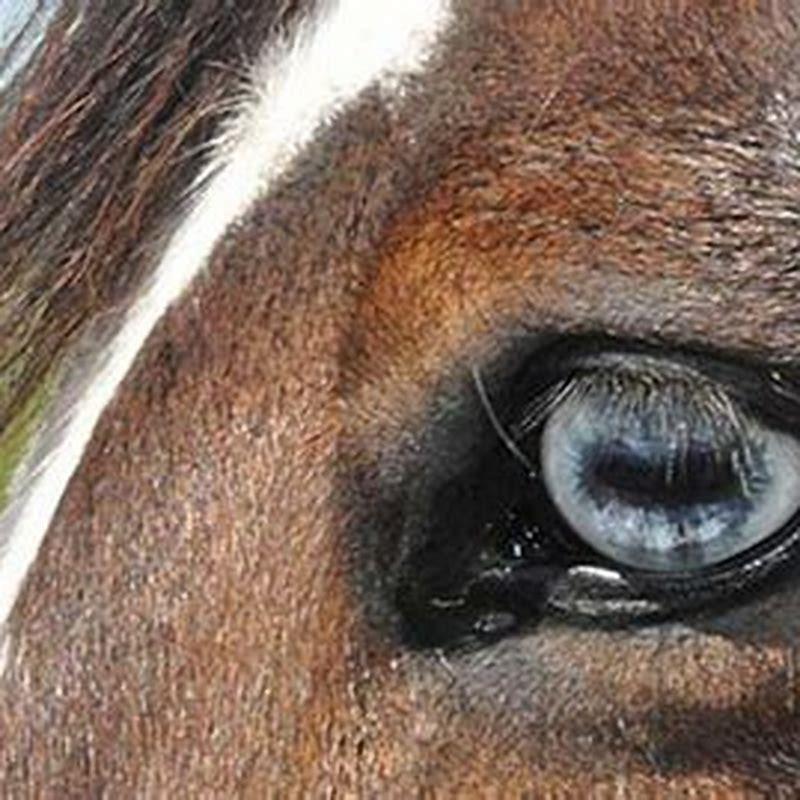 Does the horse have the biggest eye?