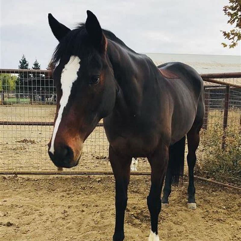 Does the long horse attack?