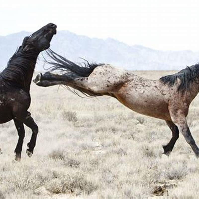 Has anyone died from a horse kick?